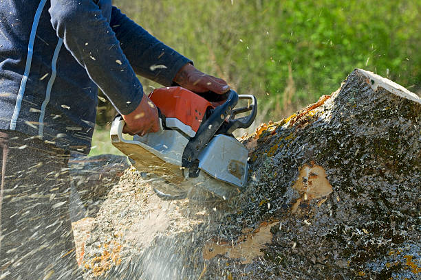 Best Tree Care Services  in Cascade Chipita Park, CO